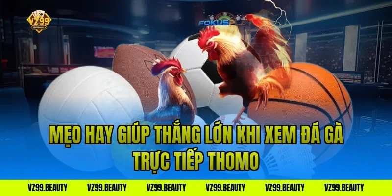 Mẹo hay giúp thắng lớn khi xem đá gà trực tiếp thomo